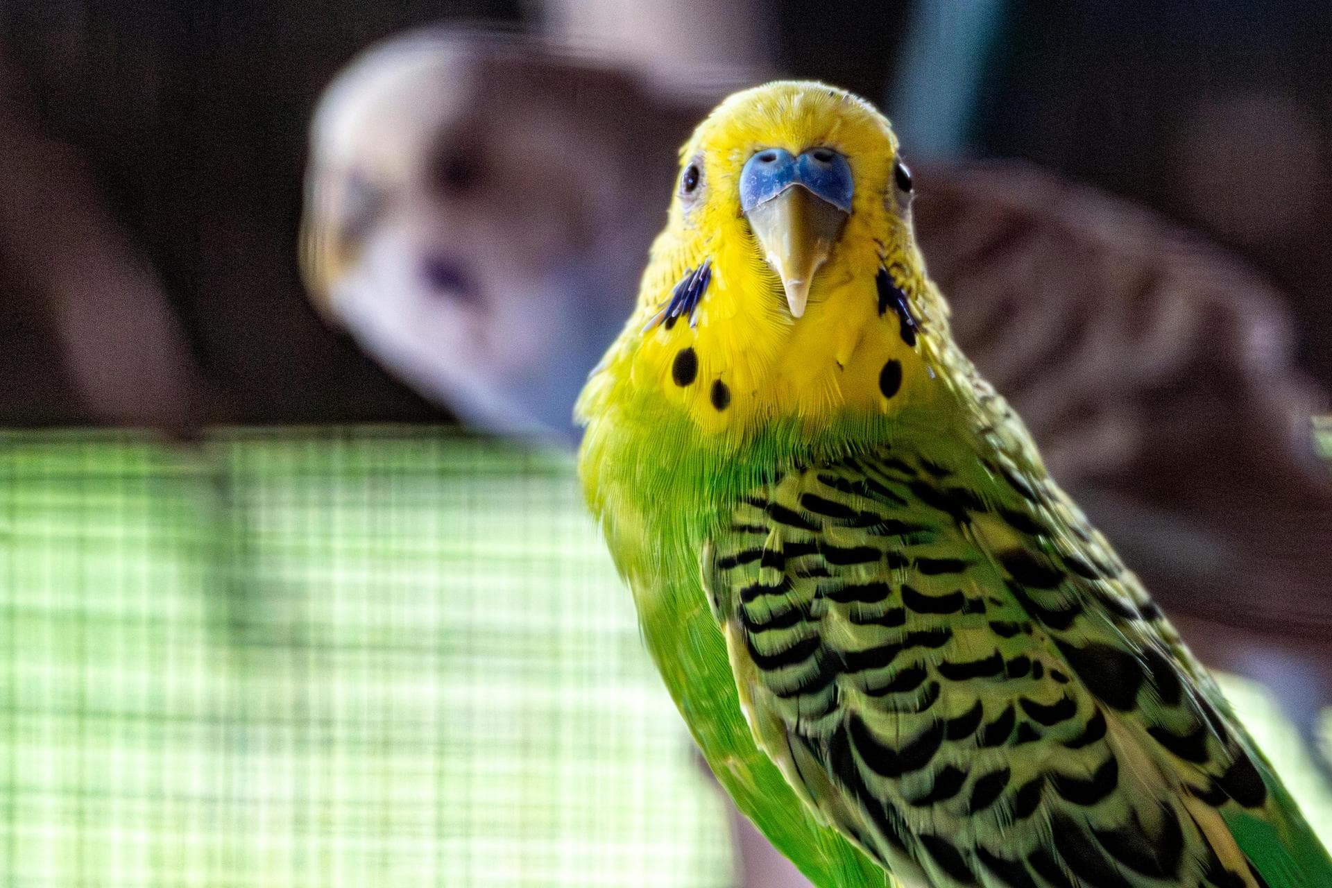 Dog & Cat Vets in Ingatestone